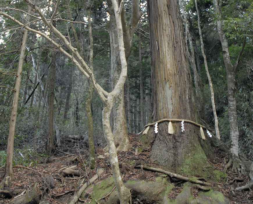 相生の杉